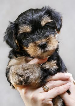 Puppies of the yorkshire terrier in studio