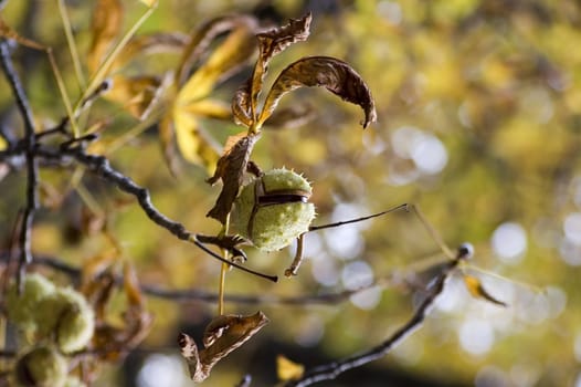 chestnuts on the tree in park