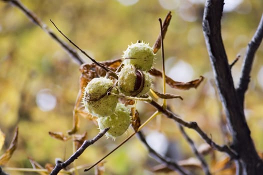 chestnuts hanging on the tree in park