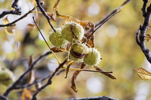 chestnuts hanging on the tree in park