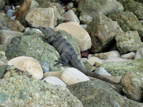 good iguana camouflage between rocks and pebbles
