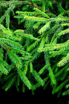 Green prickly fir tree branches background