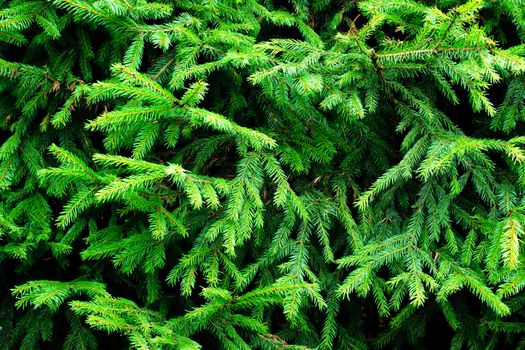 Green prickly fir tree branches background