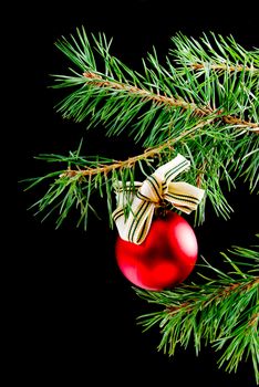 green branches of the pine,embellishment cristmas,