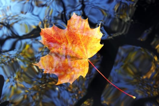 Shot of the autumn leaf on the water surface