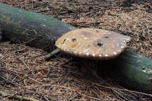 Detail of the purple boletus - edible mushroom