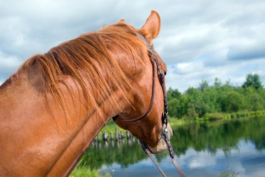 Horse in water.racehorse outdoor