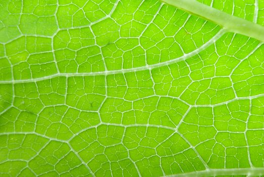 a macro of a leaf .abstract  background
