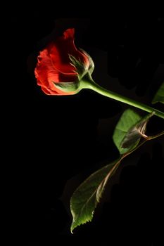 Close up of the red rose on the black background