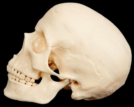 The human skull on a black background in profile