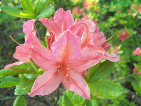 Close up of azalea blossoms.