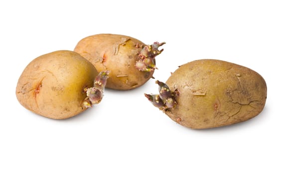 Potato seeds - three tubers on a white background