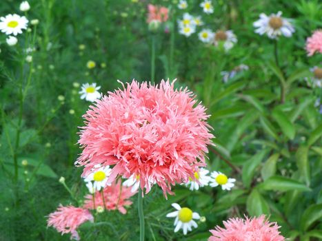 Close up of the pink colored cornflower. Background.