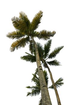 Upward view of multiple tropical palm trees isolated on white