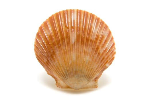 Bright shell isolated on a white background