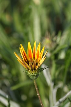 Close up of the fresh gazania blossom