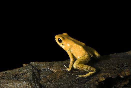 Terrible Dart Frog (Phyllobates terribilis) sitting on a log, isolated on black.