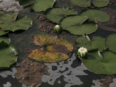 Water lily plants on the edge of Scugog Island in Ontario.