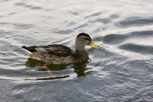 close up of a swimming duck on the lake