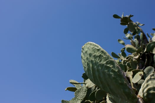 Cactus plant and blue sky background. Italy.