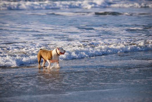 Dog walking on the beach in late afternoon.