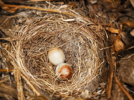 Two eggs of Dark-eyed Junco (Junco hyemalis) in the nest.