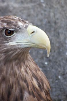 White-tailed Eagle (Haliaeetus albicilla) close-up