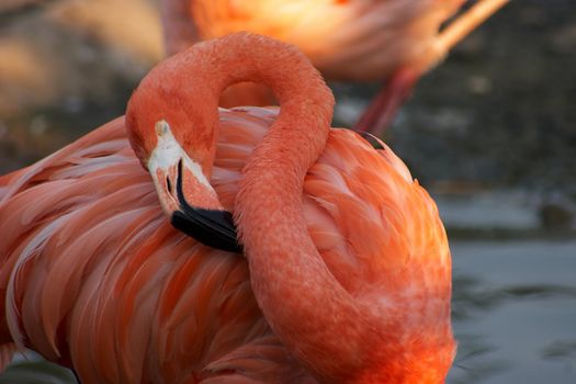 American/Caribbean Flamingo (Phoenicopterus Ruber)