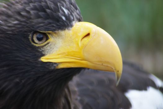 Steller Sea-Eagle (Haliaeetus Pelagicus) close-up