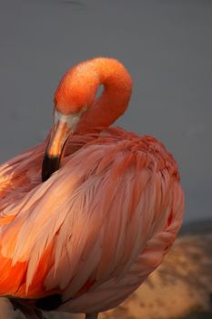 American/Caribbean Flamingo (Phoenicopterus Ruber)