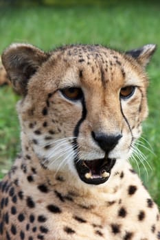 Close-up image of Cheetah (Acinonyx Jubatus)