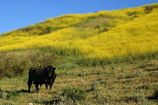 Dark brown bull standing in a yellow green mustard field.