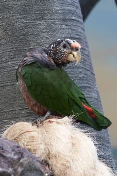 Green-winged parrot in a zoo