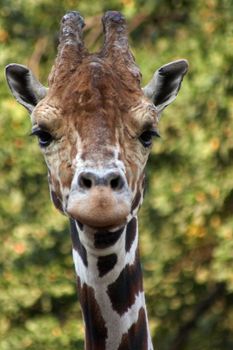 Close-up of african giraffe (Giraffa camelopardalis)