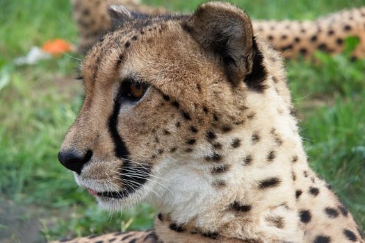 Close-up image of Cheetah (Acinonyx Jubatus)
