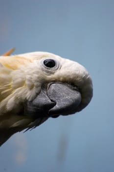 Citron-crested cockatoo (Cacatua sulphurea citrinocristata)