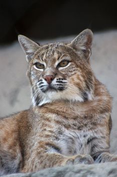 Persian Lynx (also known as African Lynx or Caracal)