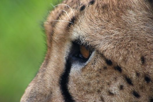 Close-up image of Cheetah (Acinonyx Jubatus)