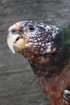 Green-winged parrot in a zoo