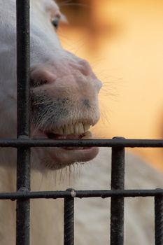 Horse biting and licking cage bars in a zoo
