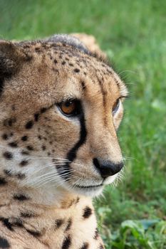 Close-up image of Cheetah (Acinonyx Jubatus)