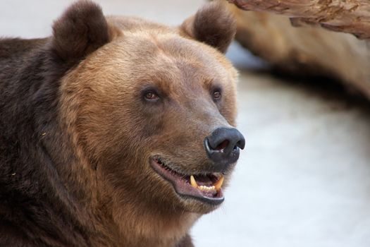 Brown bear looking at visitors in a zoo