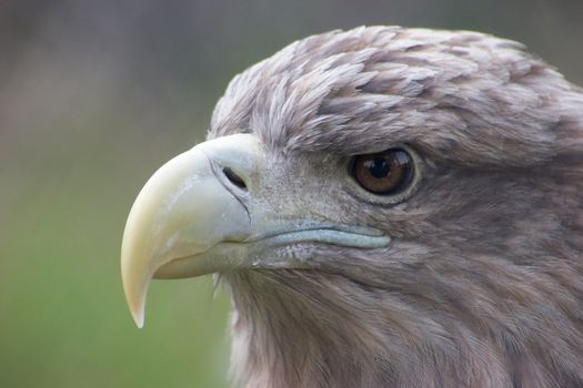 White-tailed Eagle (Haliaeetus Albicilla) close-up