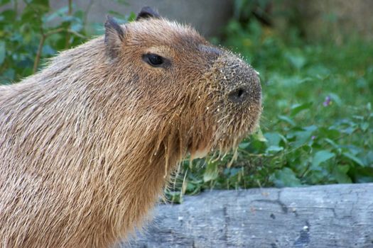 Capybara after feeding from bowl in a zoo