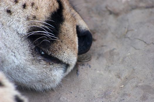 Close-up of lynx sleeping on concrete floor in a zoo