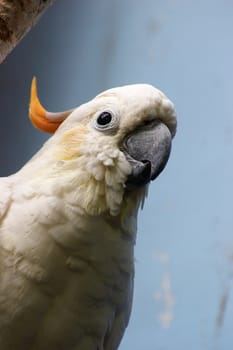 Citron-crested cockatoo (Cacatua sulphurea citrinocristata)