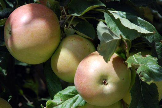 apples on a tree