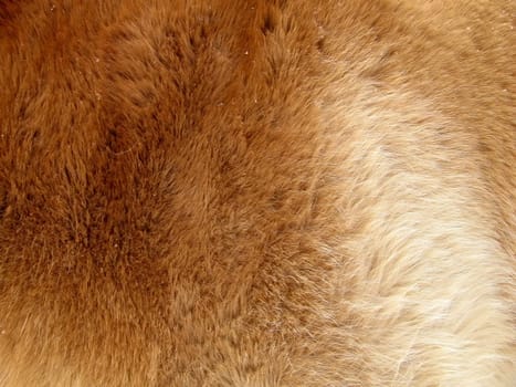 Abstract background of an orange fur of a horse