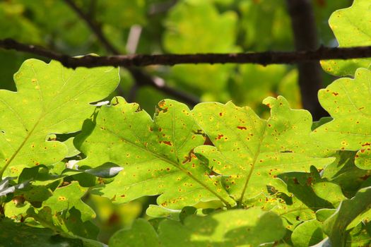 Close up of the autumn oak tree leaves.