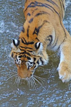 Tiger walking in the water.